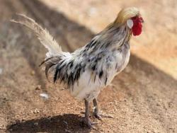 Shelter Stray Male Livestock last seen , 5821 Sweetwater Rd, Bonita, CA 91902, USA