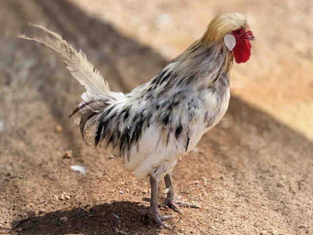 Shelter Stray Male Livestock last seen , 5821 Sweetwater Rd, Bonita, CA 91902, USA