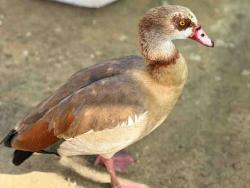 Shelter Stray Unknown Bird last seen , 5821 Sweetwater Rd, Bonita, CA 91902, USA