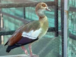 Shelter Stray Unknown Bird last seen , 5821 Sweetwater Rd, Bonita, CA 91902, USA