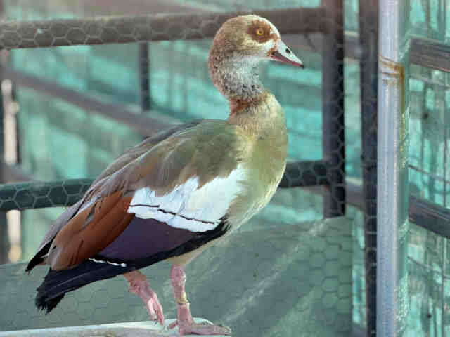 Shelter Stray Unknown Bird last seen , 5821 Sweetwater Rd, Bonita, CA 91902, USA