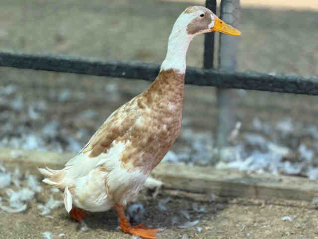 Shelter Stray Male Bird last seen , 5821 Sweetwater Rd, Bonita, CA 91902, USA