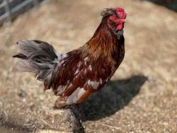 Shelter Stray Male Livestock last seen , 5821 Sweetwater Rd, Bonita, CA 91902, USA