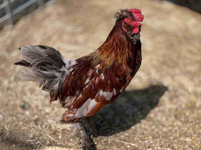 Shelter Stray Male Livestock last seen , 5821 Sweetwater Rd, Bonita, CA 91902, USA