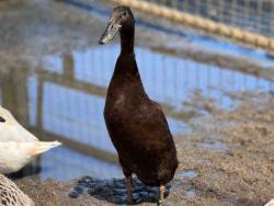 Shelter Stray Male Bird last seen , 5821 Sweetwater Rd, Bonita, CA 91902, USA