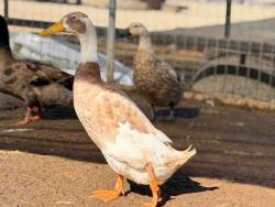 Shelter Stray Male Bird last seen , 5821 Sweetwater Rd, Bonita, CA 91902, USA