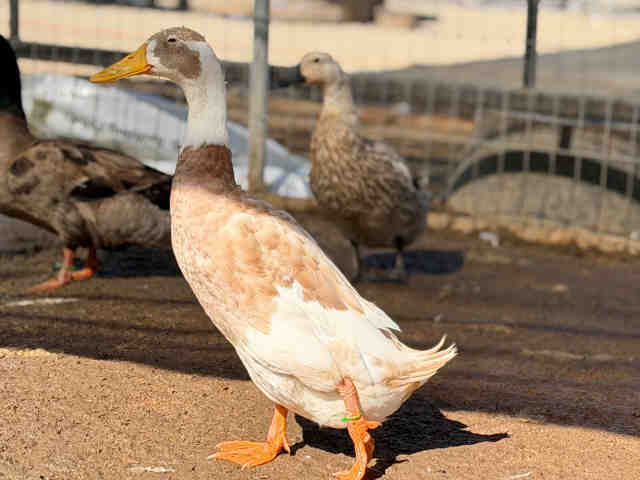 Shelter Stray Male Bird last seen , 5821 Sweetwater Rd, Bonita, CA 91902, USA