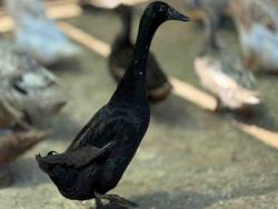 Shelter Stray Male Bird last seen , 5821 Sweetwater Rd, Bonita, CA 91902, USA
