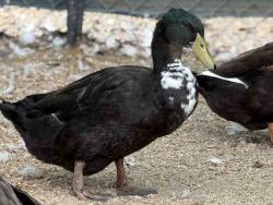 Shelter Stray Male Bird last seen , 5821 Sweetwater Rd, Bonita, CA 91902, USA