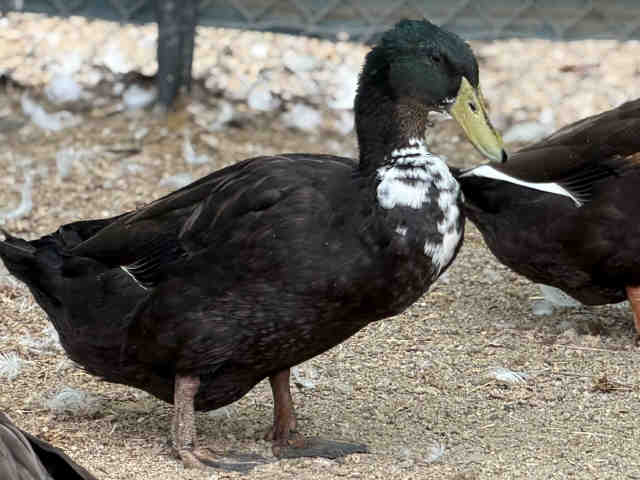 Shelter Stray Male Bird last seen , 5821 Sweetwater Rd, Bonita, CA 91902, USA