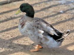 Shelter Stray Male Bird last seen , 5821 Sweetwater Rd, Bonita, CA 91902, USA