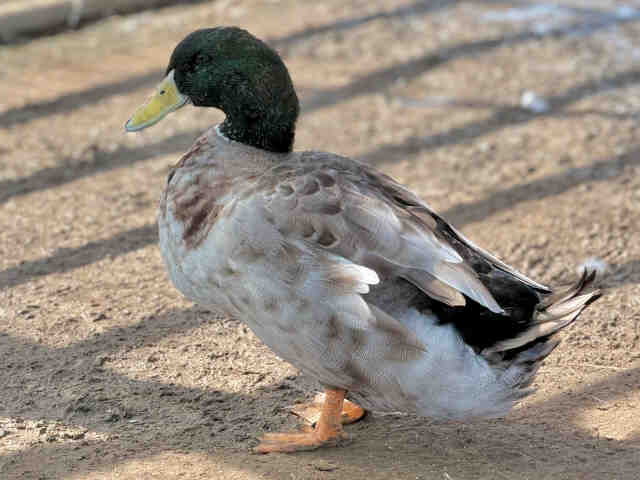 Shelter Stray Male Bird last seen , 5821 Sweetwater Rd, Bonita, CA 91902, USA