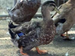 Shelter Stray Male Bird last seen , 5821 Sweetwater Rd, Bonita, CA 91902, USA