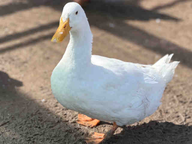 Shelter Stray Male Bird last seen , 5821 Sweetwater Rd, Bonita, CA 91902, USA