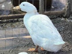 Shelter Stray Male Bird last seen , 5821 Sweetwater Rd, Bonita, CA 91902, USA