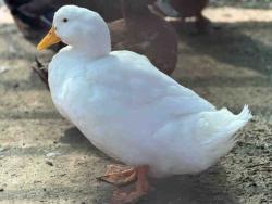 Shelter Stray Male Bird last seen , 5821 Sweetwater Rd, Bonita, CA 91902, USA