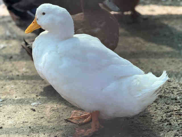 Shelter Stray Male Bird last seen , 5821 Sweetwater Rd, Bonita, CA 91902, USA