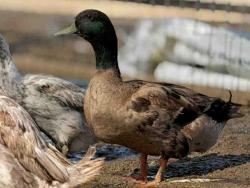 Shelter Stray Male Bird last seen , 5821 Sweetwater Rd, Bonita, CA 91902, USA