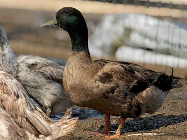 Shelter Stray Male Bird last seen , 5821 Sweetwater Rd, Bonita, CA 91902, USA