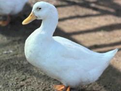 Shelter Stray Male Bird last seen , 5821 Sweetwater Rd, Bonita, CA 91902, USA