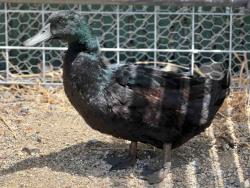 Shelter Stray Male Bird last seen , 5821 Sweetwater Rd, Bonita, CA 91902, USA