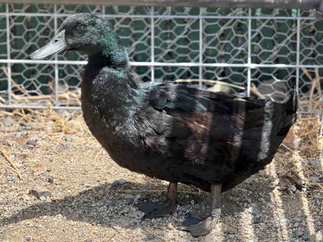 Shelter Stray Male Bird last seen , 5821 Sweetwater Rd, Bonita, CA 91902, USA