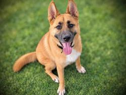 Shelter Stray Female Dog last seen , 5821 Sweetwater Rd, Bonita, CA 91902, USA