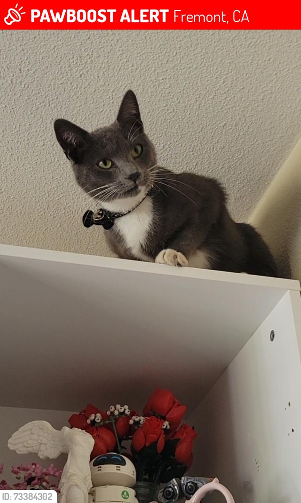Lost Male Cat last seen Fremont Blvd and Blacow, Fremont, CA 94538