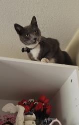 Lost Male Cat last seen Fremont Blvd and Blacow, Fremont, CA 94538