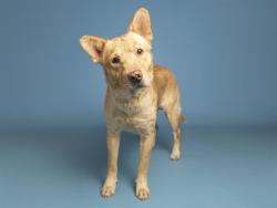 Shelter Stray Male Dog last seen Near BLOCK W PAPAGO ST, 5501 E Van Buren St, Phoenix, AZ 85008, USA