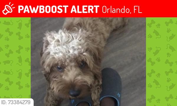 Lost Male Dog last seen Near Coy Drive Orlando, FL 32803., Orlando, FL 32803