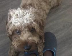 Lost Male Dog last seen Near Coy Drive Orlando, FL 32803., Orlando, FL 32803