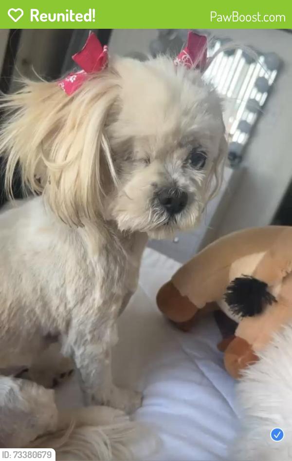 Reunited Female Dog last seen Mesa and 3rd street Hesperia, Hesperia, CA 92345