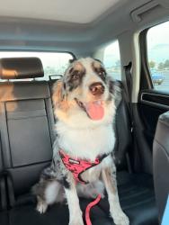 Found/Stray Female Dog last seen Monte cristo and Doolittle, Edinburg, TX 78542