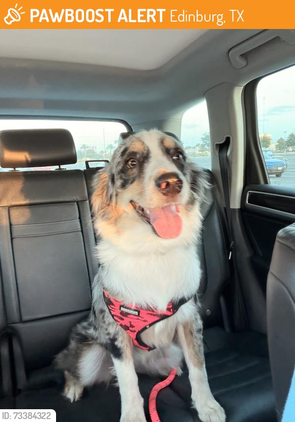 Found/Stray Female Dog last seen Monte cristo and Doolittle, Edinburg, TX 78542