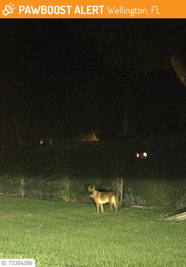 Found/Stray Unknown Dog last seen Right outside of Beauty Central on 50th, was running around very skittish. I tried to approach but was unsuccessful., Wellington, FL 33449