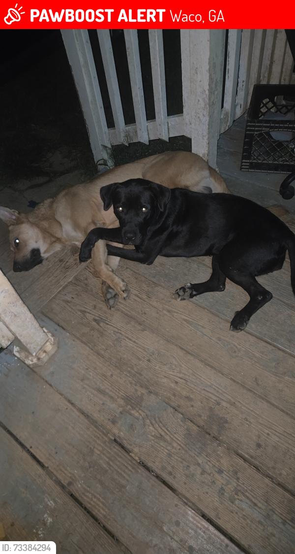 Lost Unknown Dog last seen Old Hwy 100, Waco, GA 30110