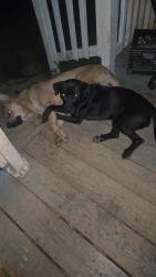 Lost Unknown Dog last seen Old Hwy 100, Waco, GA 30110