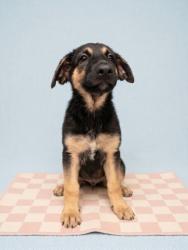 Shelter Stray Female Dog last seen , 957 N Gaffey St, San Pedro, CA 90731, USA