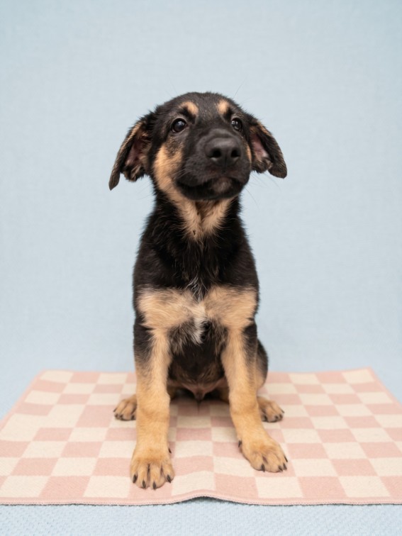 Shelter Stray Female Dog last seen , 957 N Gaffey St, San Pedro, CA 90731, USA