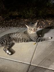 Found/Stray Male Cat last seen King Street, Alexandria, VA 22302