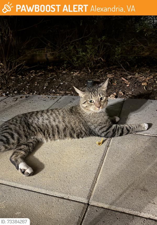 Found/Stray Male Cat last seen King Street, Alexandria, VA 22302