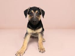 Shelter Stray Female Dog last seen , 957 N Gaffey St, San Pedro, CA 90731, USA