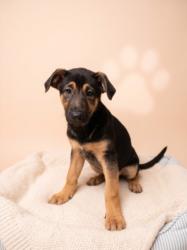 Shelter Stray Female Dog last seen , 957 N Gaffey St, San Pedro, CA 90731, USA