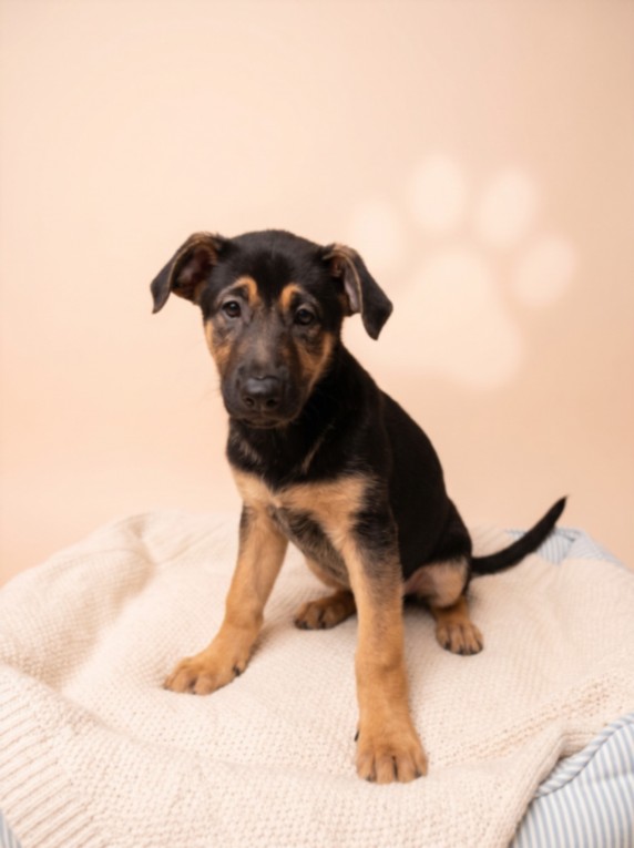 Shelter Stray Female Dog last seen , 957 N Gaffey St, San Pedro, CA 90731, USA