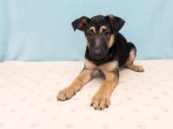 Shelter Stray Female Dog last seen , 957 N Gaffey St, San Pedro, CA 90731, USA