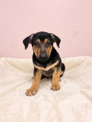Shelter Stray Male Dog last seen , 957 N Gaffey St, San Pedro, CA 90731, USA