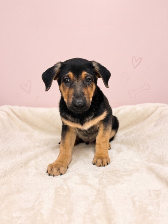 Shelter Stray Male Dog last seen , 957 N Gaffey St, San Pedro, CA 90731, USA