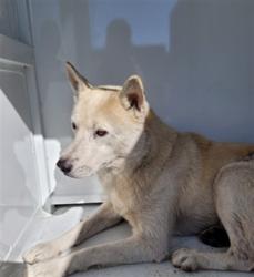 Shelter Stray Male Dog last seen , 957 N Gaffey St, San Pedro, CA 90731, USA