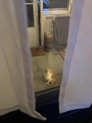 Found/Stray Male Cat last seen Leonard and Turner, Grand Rapids, MI 49504